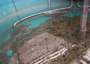 例 1. ヒラメでの実験