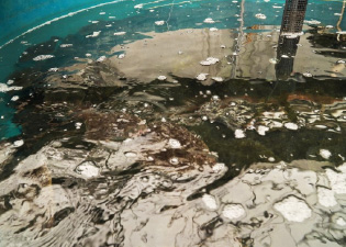 例 1. ヒラメでの実験