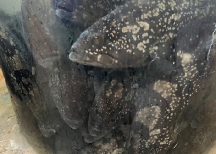 例 2. クエタマでの実験