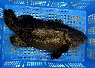 例 2. クエタマでの実験